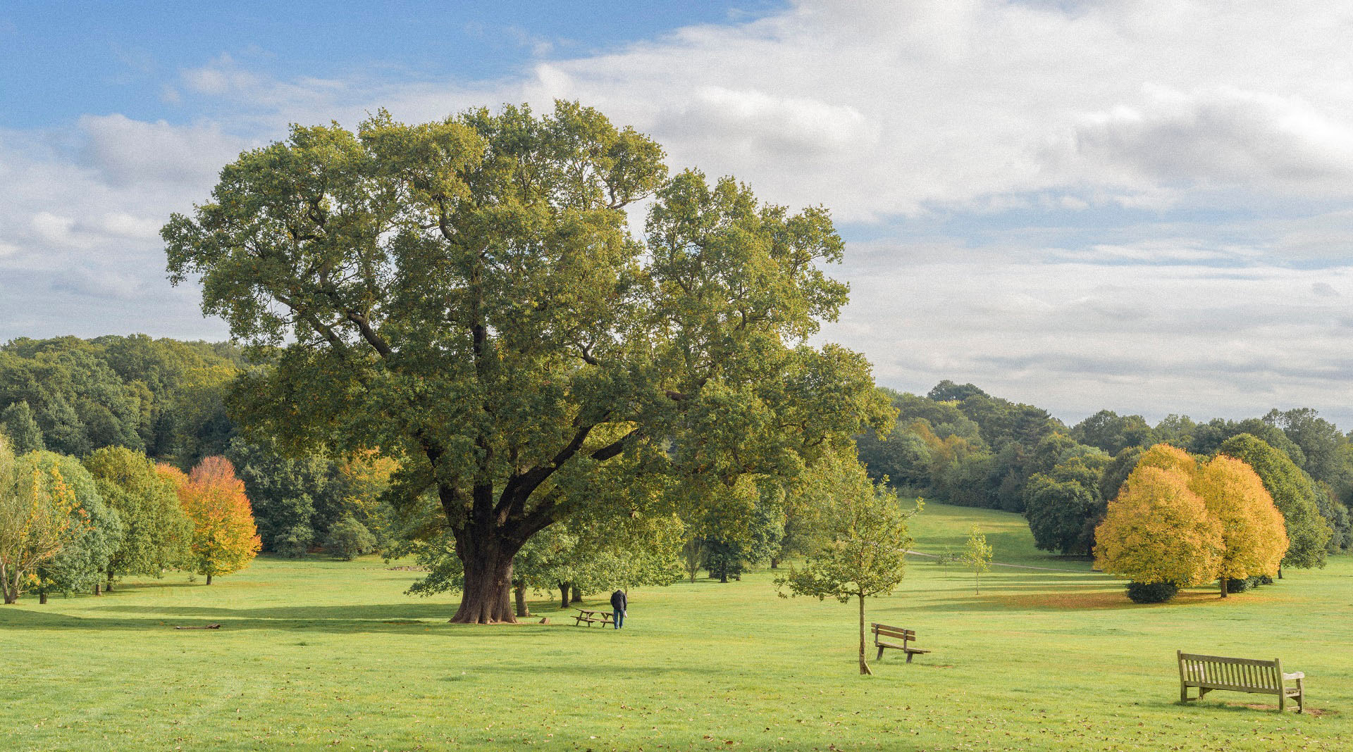 landscape image of tree and field-GettyImages-1346907547