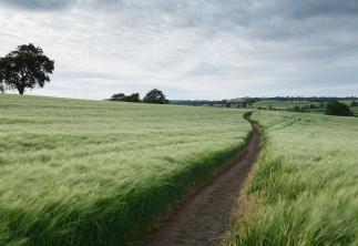 Country field path with single tree