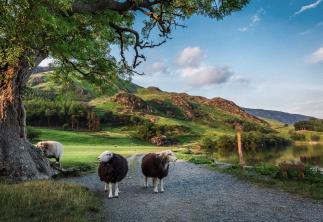 Two sheep looking at camera with bright blue skies and reflection in lake