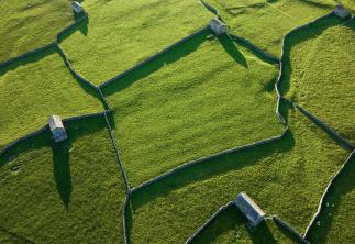 green walled fields