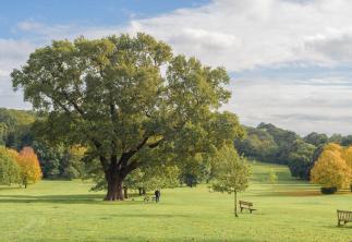 landscape image of tree and field-GettyImages-1346907547