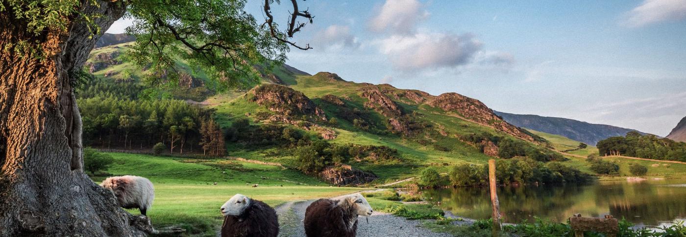 Two sheep looking at camera with bright blue skies and reflection in lake