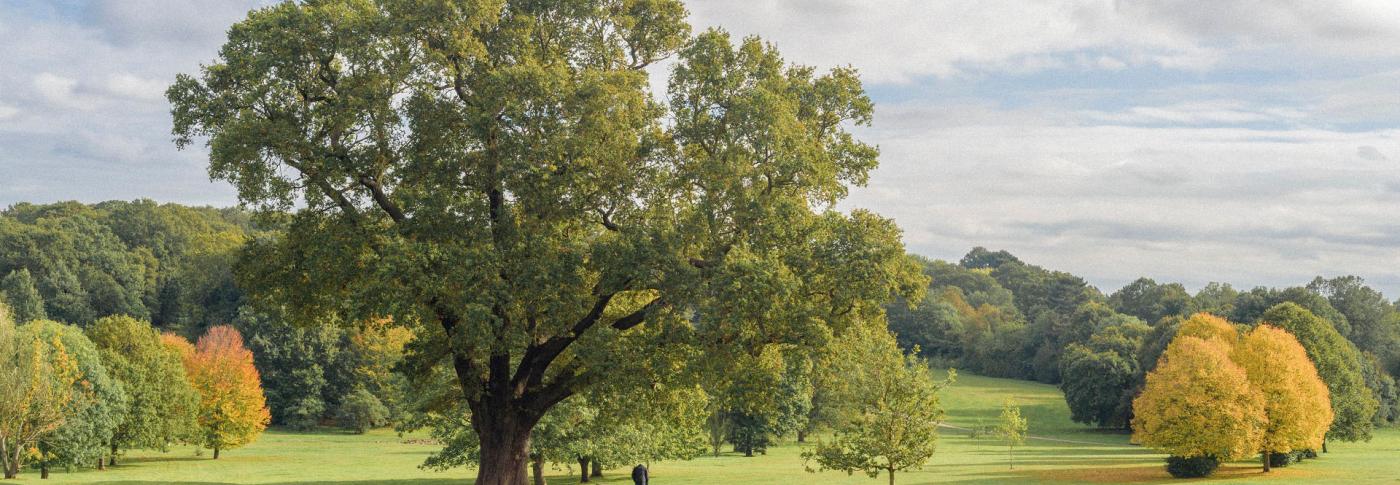 landscape image of tree and field-GettyImages-1346907547