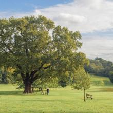 landscape image of tree and field-GettyImages-1346907547