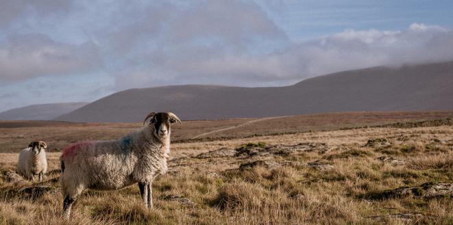 Mountain sheep looking at camera with mountains in background