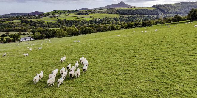 Sheep in a field