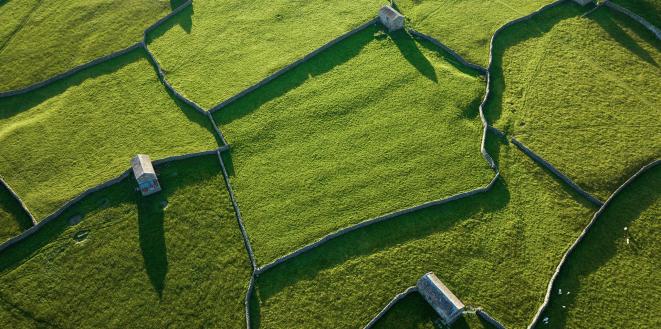 green walled fields