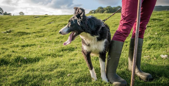 Boarder collie farmer dog waiting to work