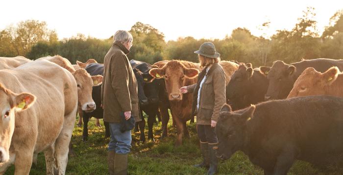 Farmers surrounded by cows