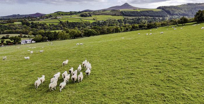 Sheep in a field