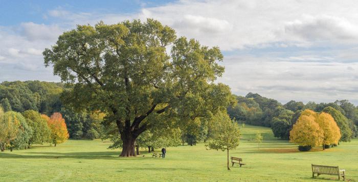 landscape image of tree and field-GettyImages-1346907547